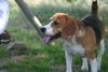 Beagle Hund