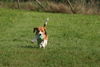 Beagle Hund