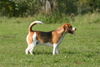 Beagle Hund