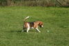 Beagle Hund