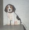 Beagle Hund