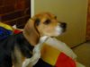 Beagle Hund