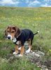 Beagle Hund