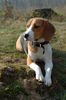 Beagle Hund