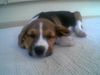 Beagle Hund