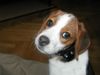 Beagle Hund