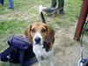 Beagle Hund