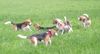 Beagle Hund