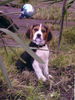 Beagle Hund