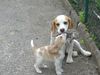 Beagle Hund