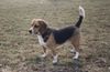 Beagle Hund