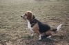 Beagle Hund