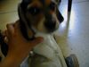 Beagle Hund