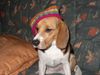 Beagle Hund