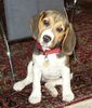 Beagle Hund