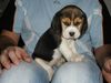 Beagle Hund