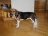 Beagle Hund