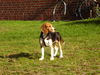 Beagle Hund