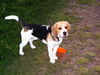 Beagle Hund