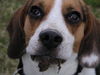 Beagle Hund