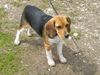 Beagle Hund