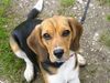 Beagle Hund