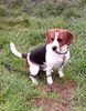 Beagle Hund