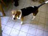 Beagle Hund