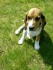 Beagle Hund