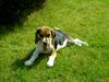 Beagle Hund