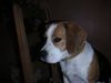 Beagle Hund