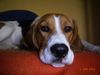 Beagle Hund