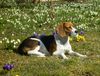 Beagle Hund