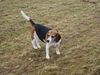 Beagle Hund