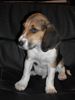 Beagle Hund