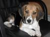 Beagle Hund