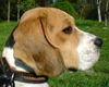 Beagle Hund