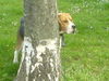 Beagle Hund