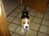 Beagle Hund