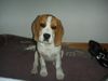 Beagle Hund