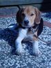 Beagle Hund