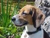 Beagle Hund