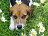 Beagle Hund