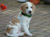 Beagle Hund