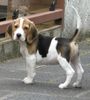 Beagle Hund