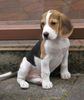 Beagle Hund