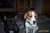 Beagle Hund