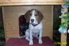 Beagle Hund