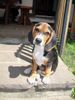 Beagle Hund