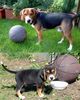 Beagle Hund